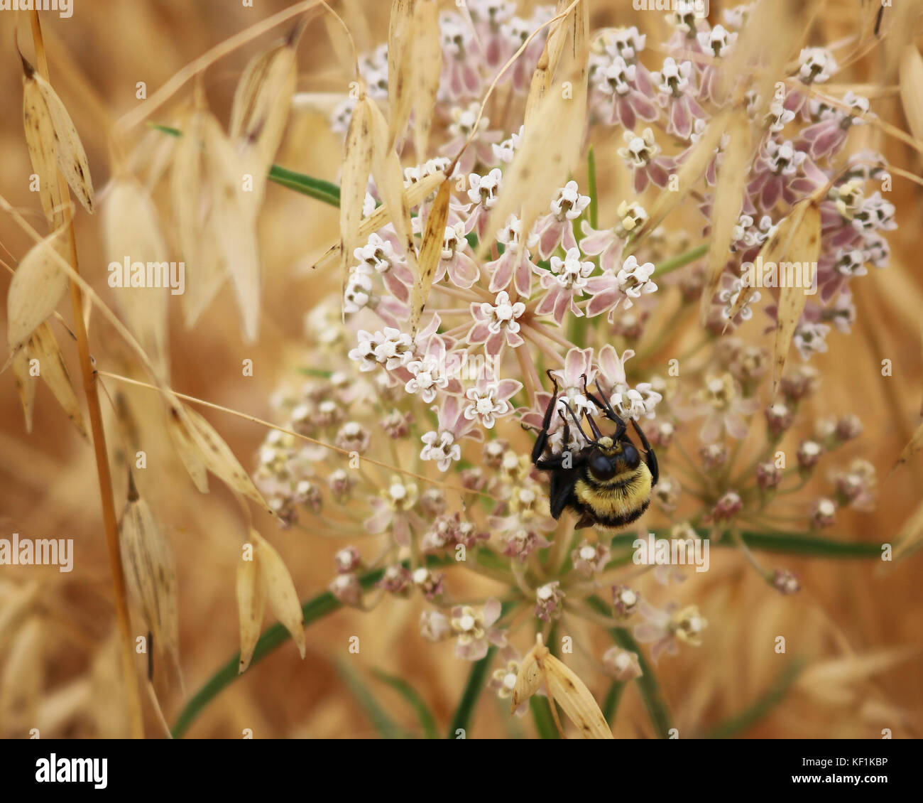 Bumble Bee schließen bis auf Kalifornien wildflower in goldene Gräser Stockfoto
