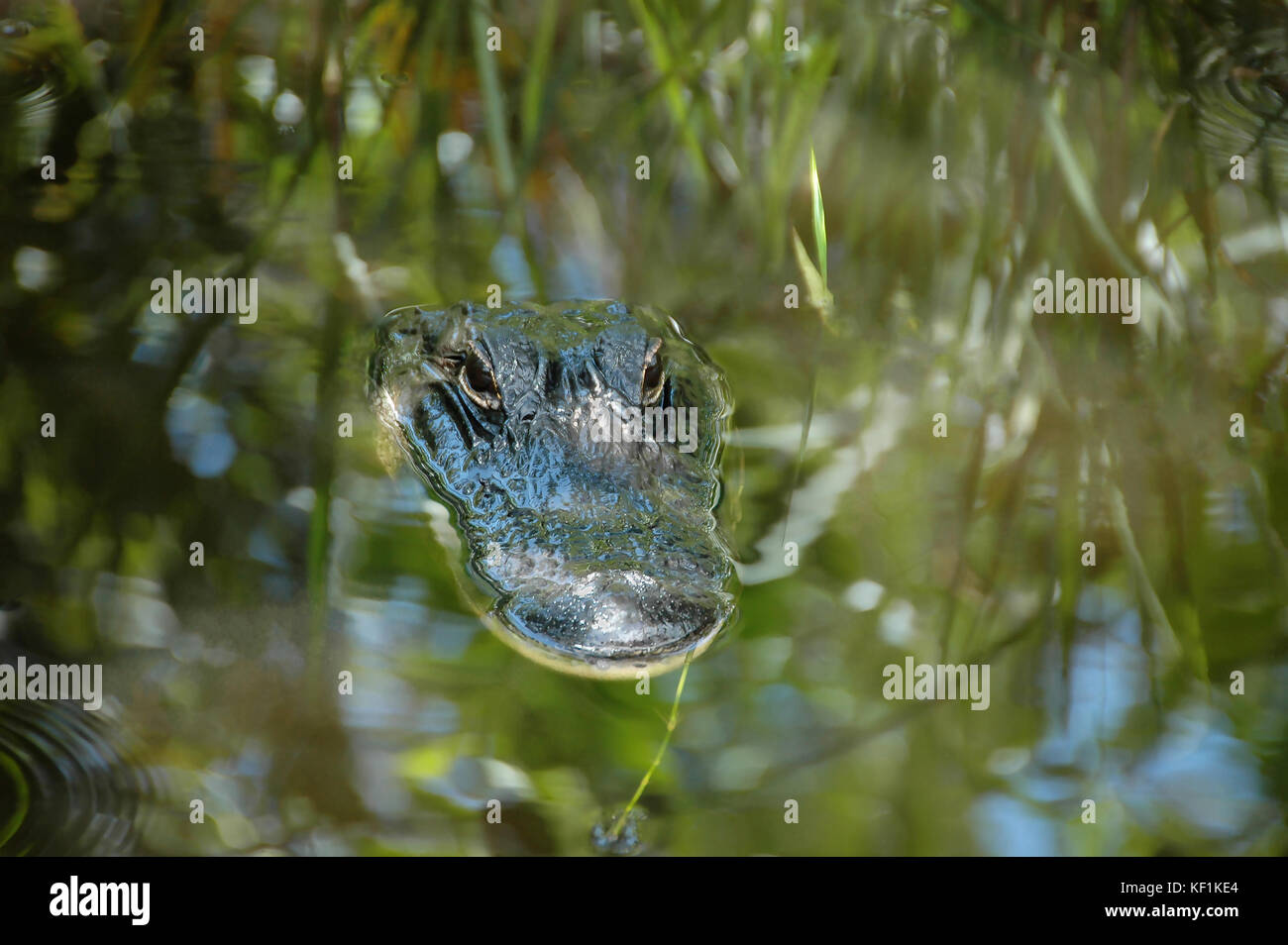 Krokodil Kopf schwebt in der Tarnung auf der Oberfläche der See Stockfoto