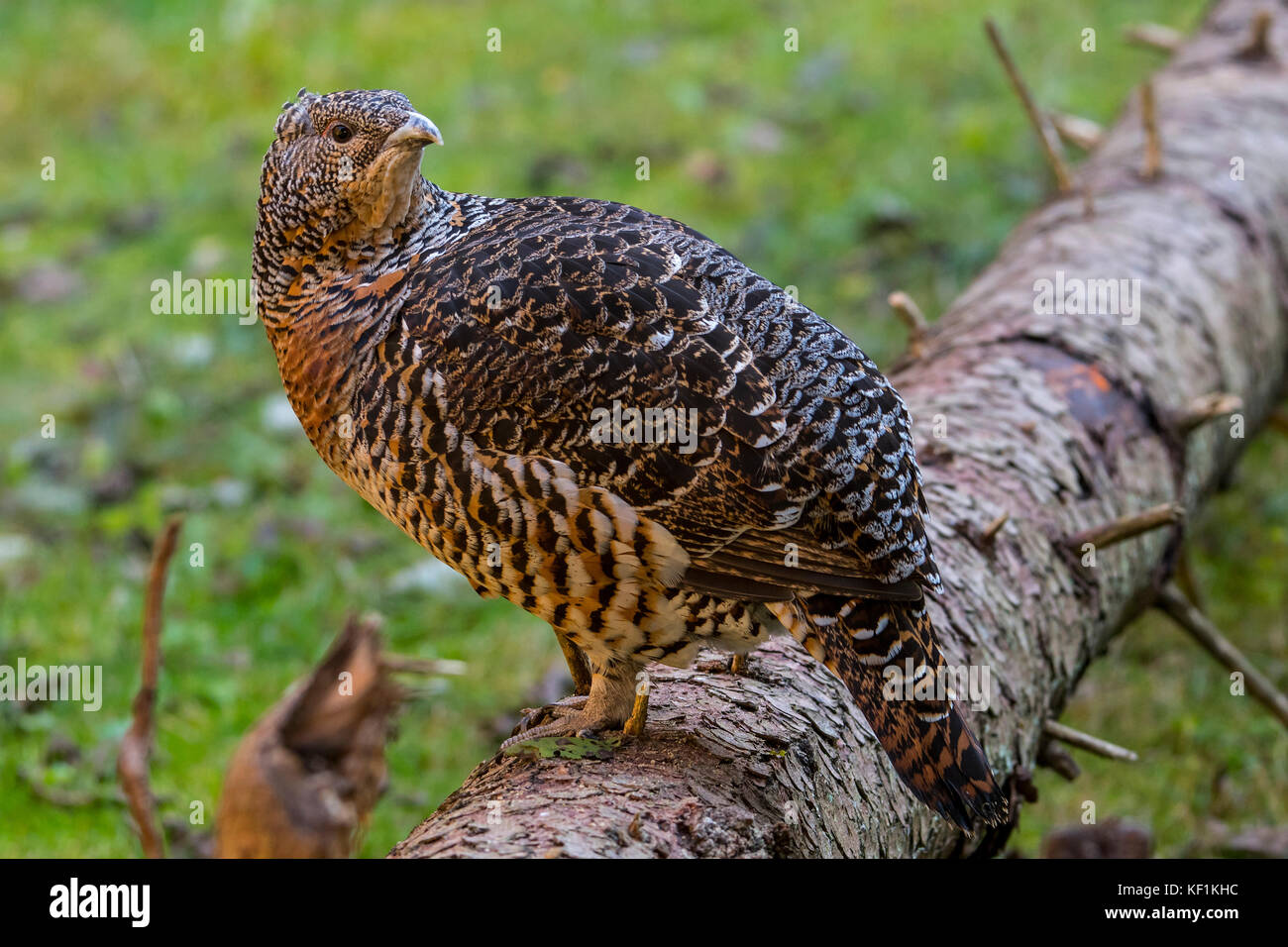 Western Auerhahn (Tetrao urogallus) Weiblich/Henne im Herbst Stockfoto