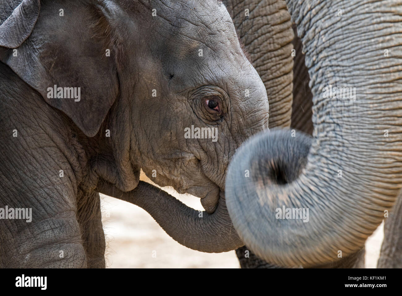 Nahaufnahme der Süße 3 Wochen alte Kalb in Herde asiatischer Elefanten/asiatischer Elefant (elephas maximus) Stockfoto