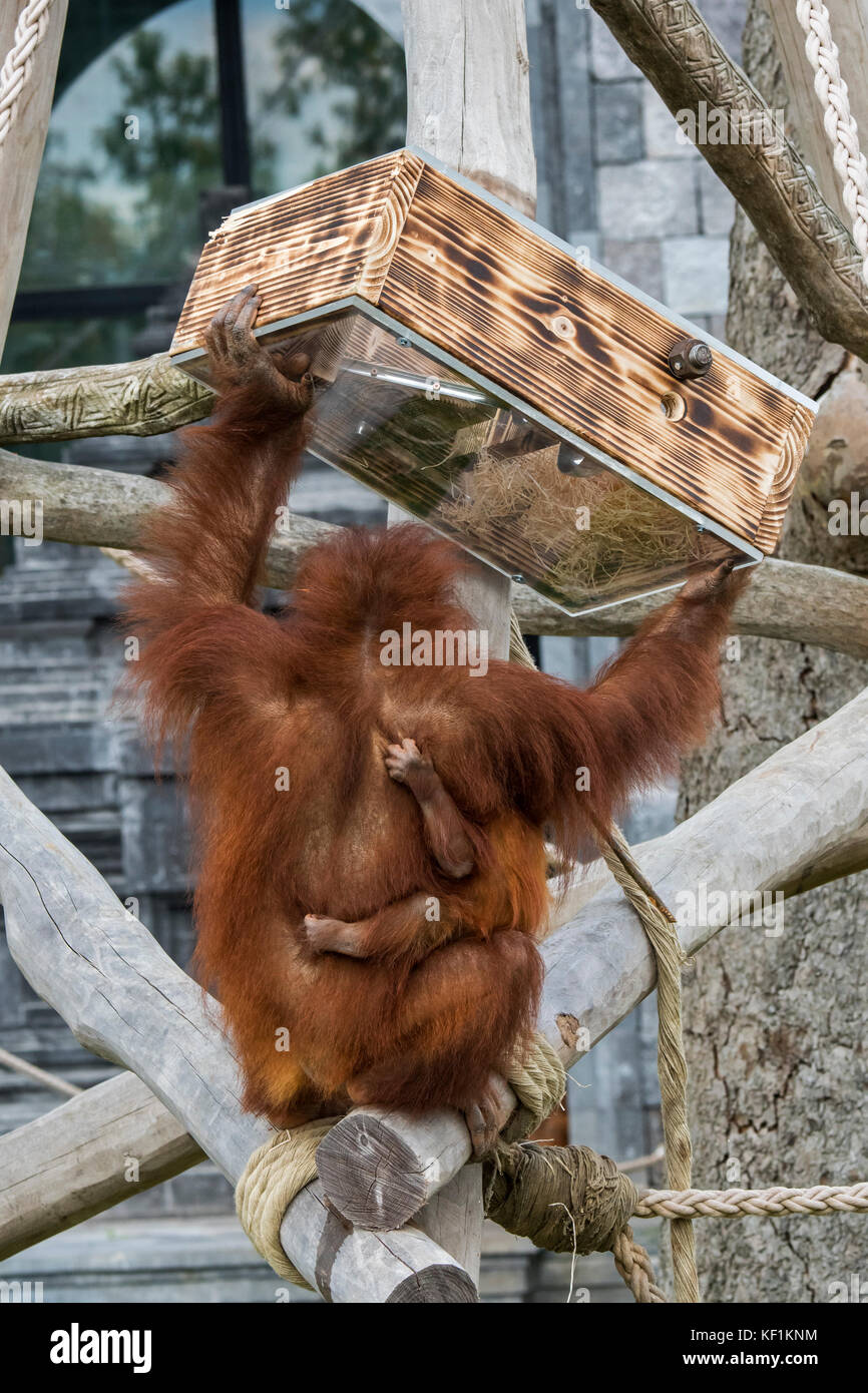 Sumatra-Orang-Utan/Orang-Utan (Pongo abelii) Weibchen mit Baby, das Nüsse aus dem Futtergerät im Zoo isst / zoologischer Garten Stockfoto