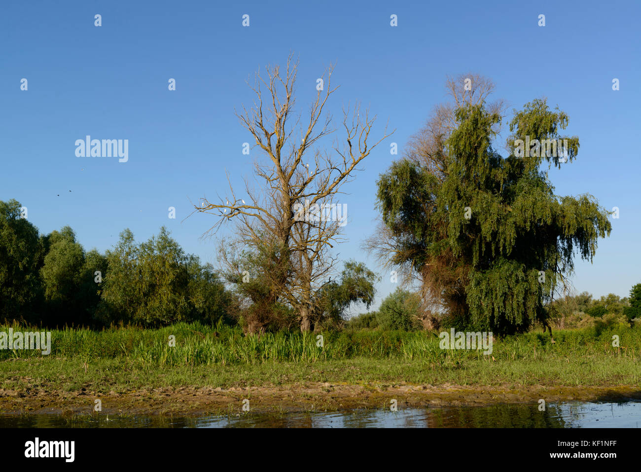 Das Donaudelta in Tulcea, Rumänien. Wenig Silberreiher (Egretta garzetta) in einem abgestorbenen Baum. Stockfoto