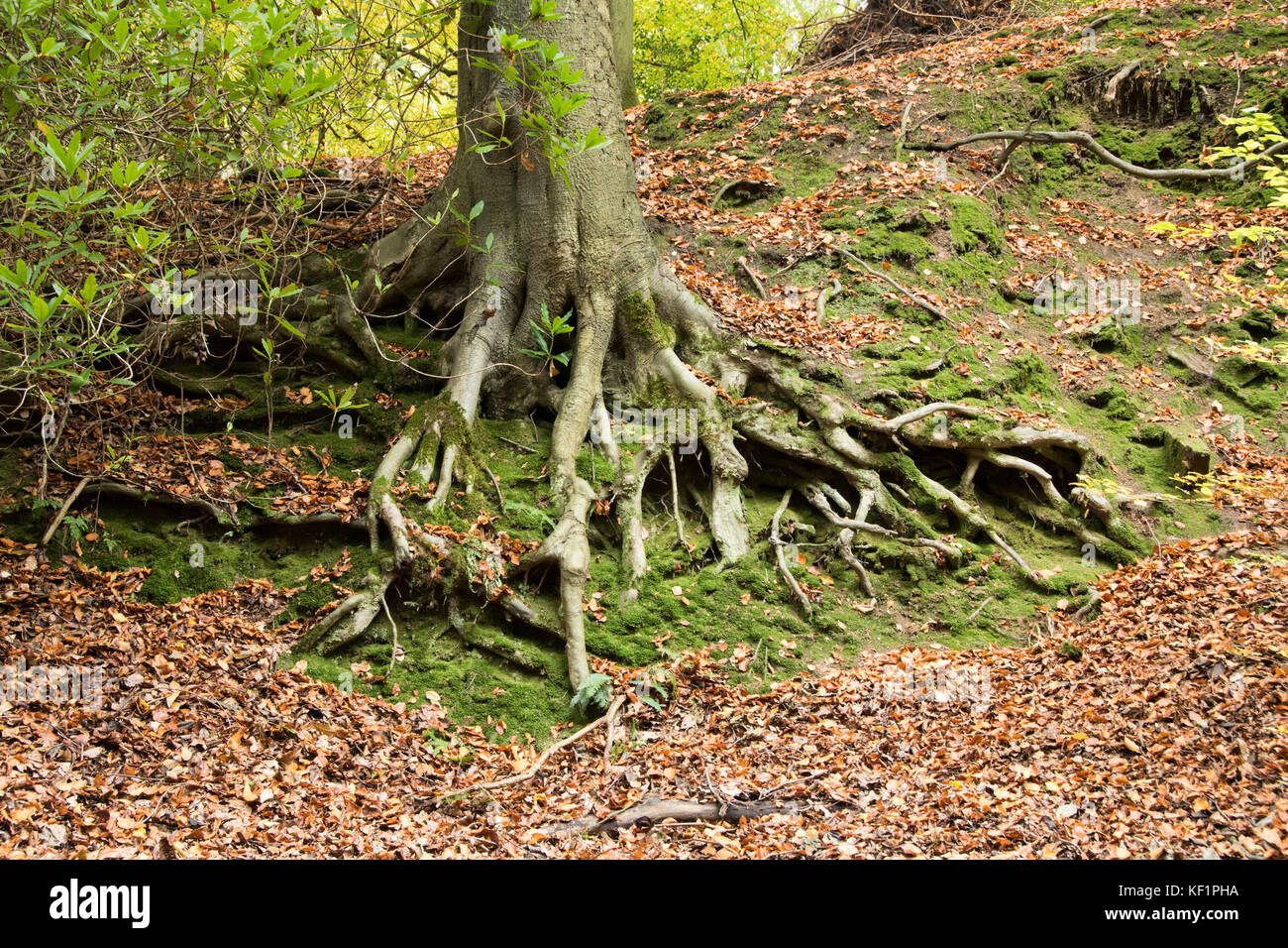 In der Nähe von Baumwurzeln zu Masse Bank festhalten, in einer Streuung von gefallenen Blätter im Herbst, Glen Howe Park, Wharncliffe Seite, Sheffield, Großbritannien Stockfoto