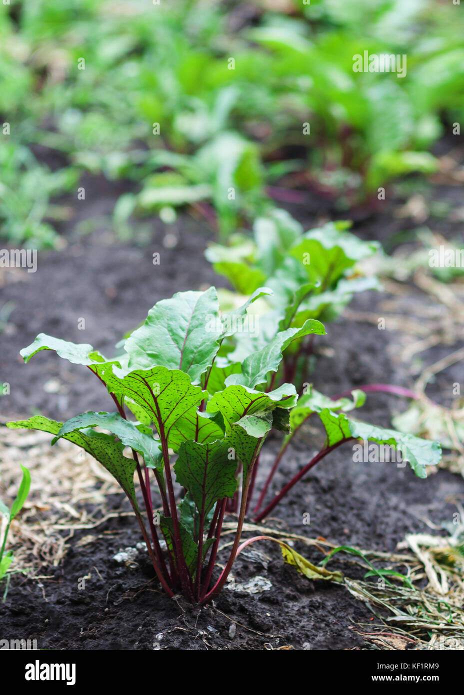 Frische rote Beete und Spinat Pflanzen auf einen Gemüsegarten. Stockfoto