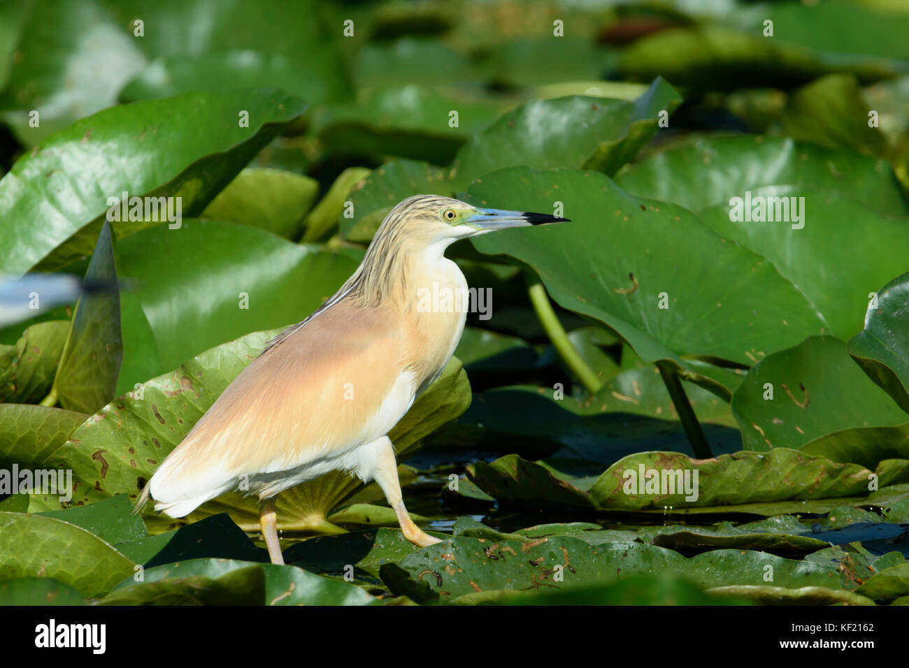 Donaudelta in Rumänien: Squacco Heron, (Ardeola ralloides) Wandern auf Lily Pads Stockfoto