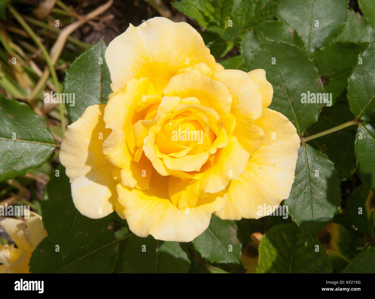 Gold bunny klettern Rose, eine Floribunda rose Typ Stockfoto