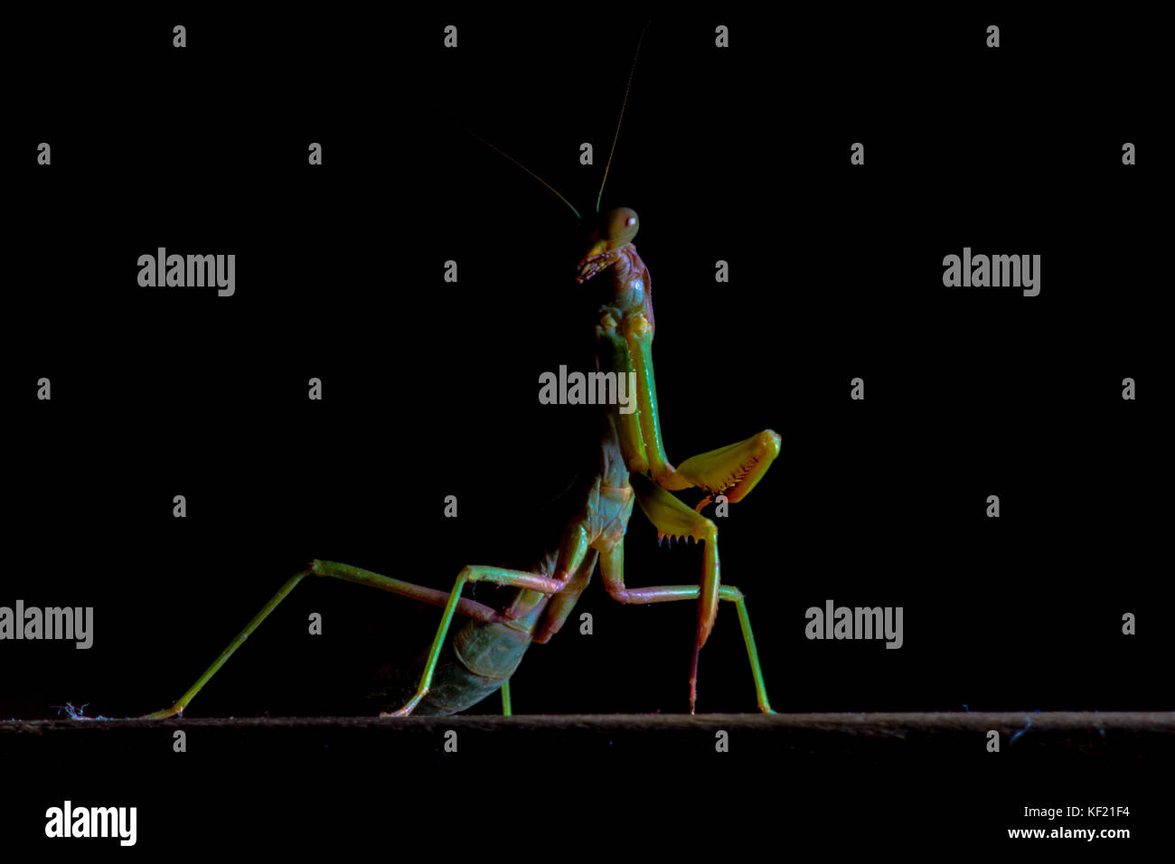 Mantis, Makrofotografie gemeinsamen Green Mantis oder beten Mantis auf schwarzem Hintergrund isoliert. Stockfoto
