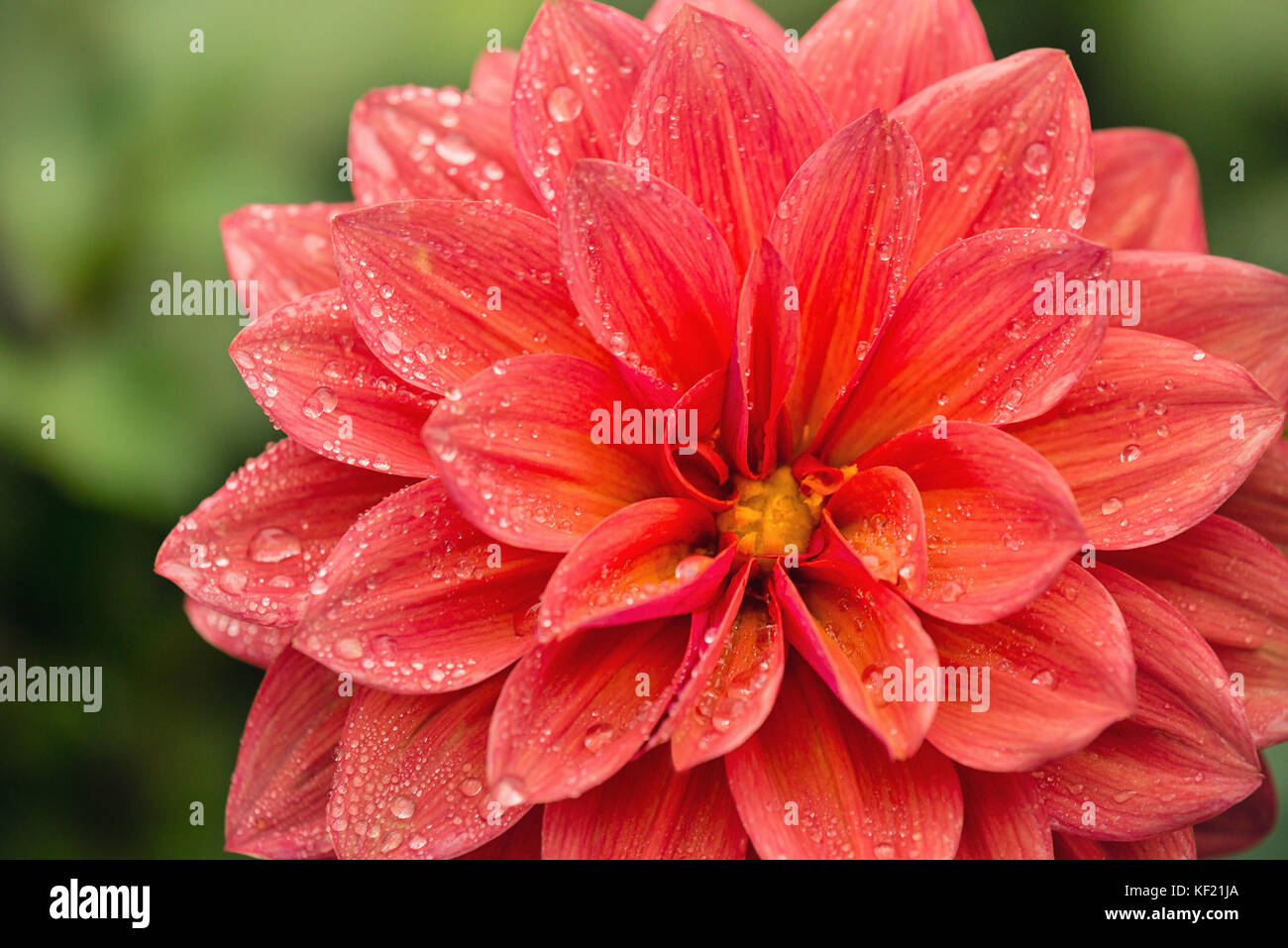 Nahaufnahme einer rosa Dahlie Blume mit Wassertropfen auf Blüten nach dem Regen Stockfoto