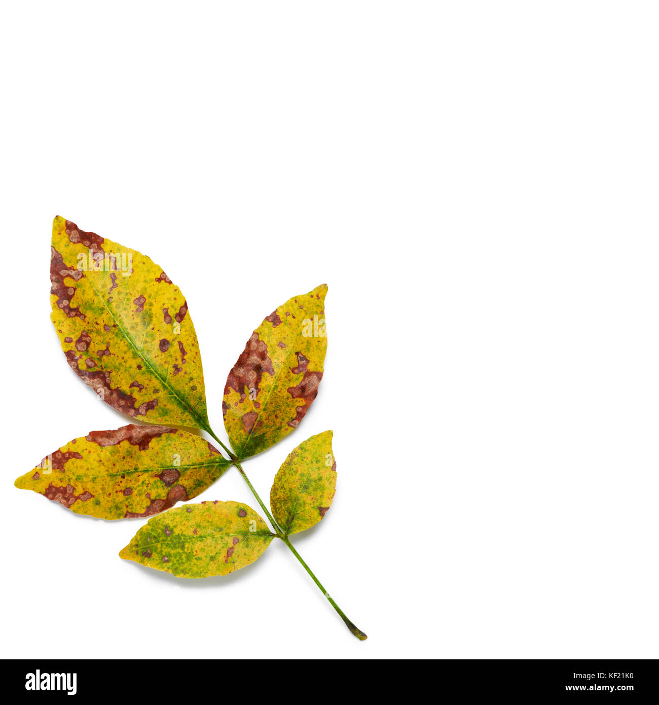 Herbst Farben esche Blätter auf weißem Hintergrund closeup Stockfoto