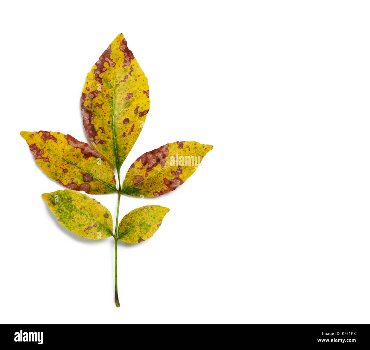 Herbst Farben esche Blätter auf weißem Hintergrund closeup Stockfoto