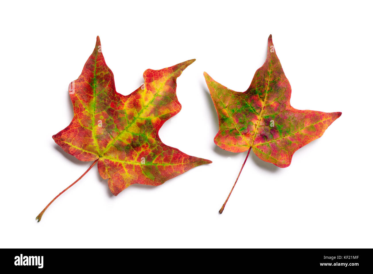 Brillante Herbst Blätter mit roten, orangen und gelben Farben Stockfoto
