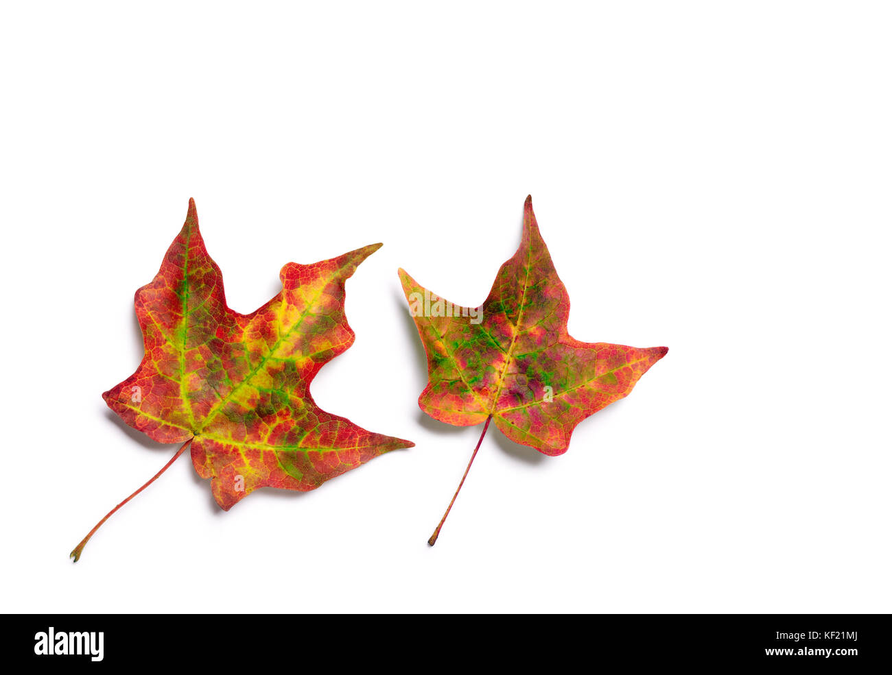 Brillante Herbst Blätter mit roten, orangen und gelben Farben Stockfoto
