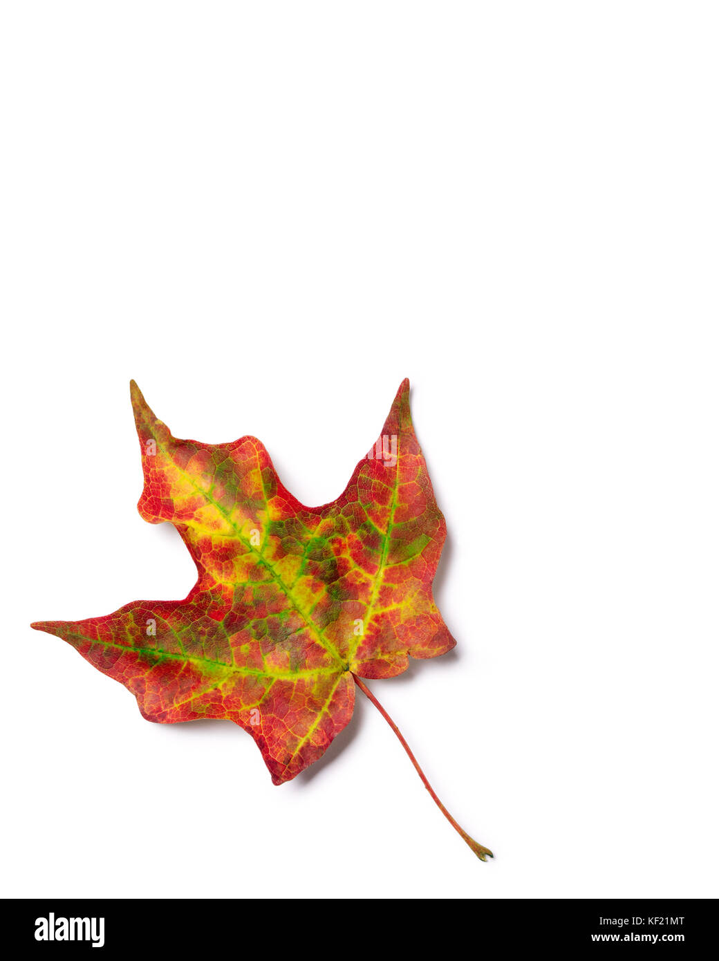 Raidant Blatt mit Rot, orange und Gelb Herbst Farben Stockfoto