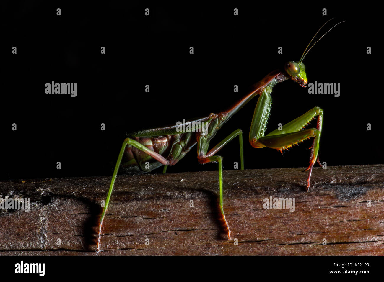 Mantis, Makrofotografie gemeinsamen Green Mantis oder beten Mantis auf schwarzem Hintergrund isoliert. Stockfoto