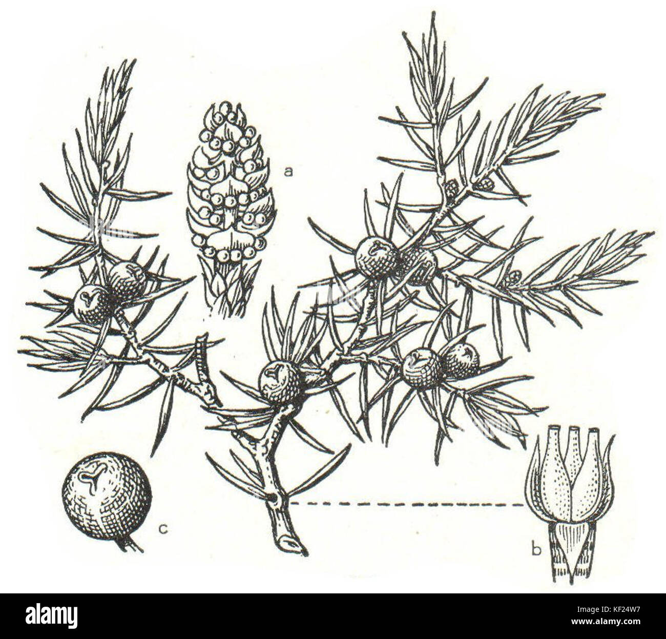 Juniperus communis Meyers Stockfoto
