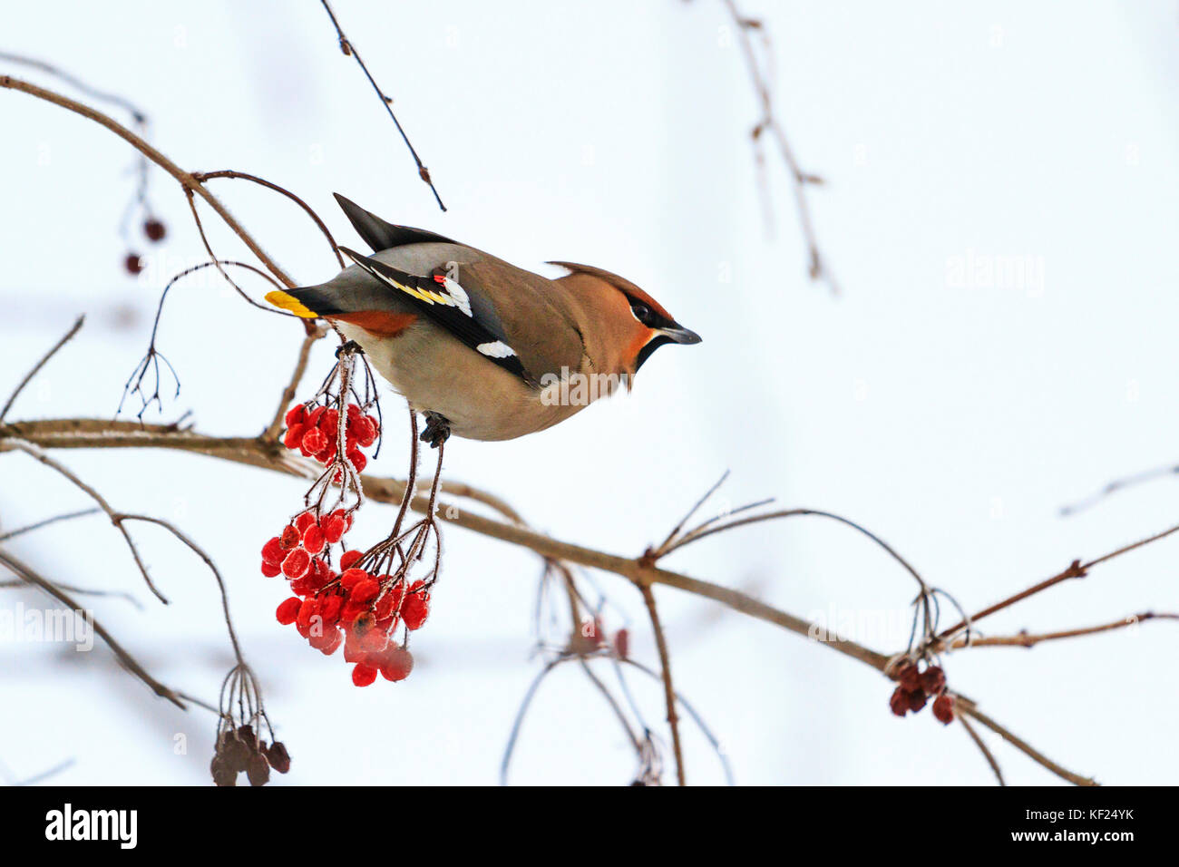 Schöner Vogel frisst rote Beeren im Winter Stockfoto