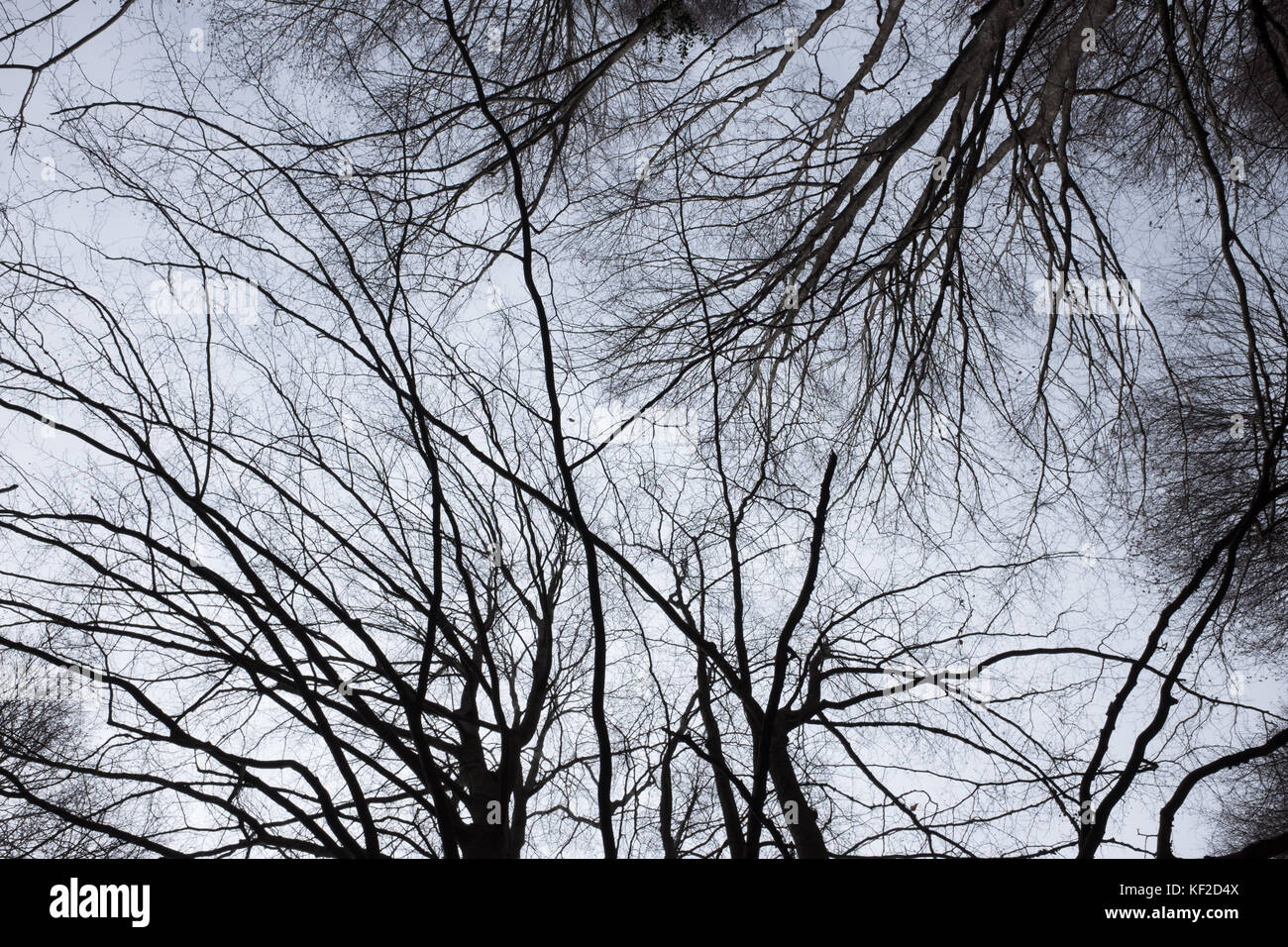 Schwarze und weiße unheimliche Schuß von unterhalb der Bäume ohne Blätter. Stockfoto