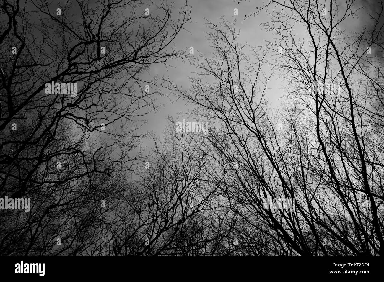 Schwarze und weiße unheimliche Schuß von unterhalb der Bäume ohne Blätter. Stockfoto
