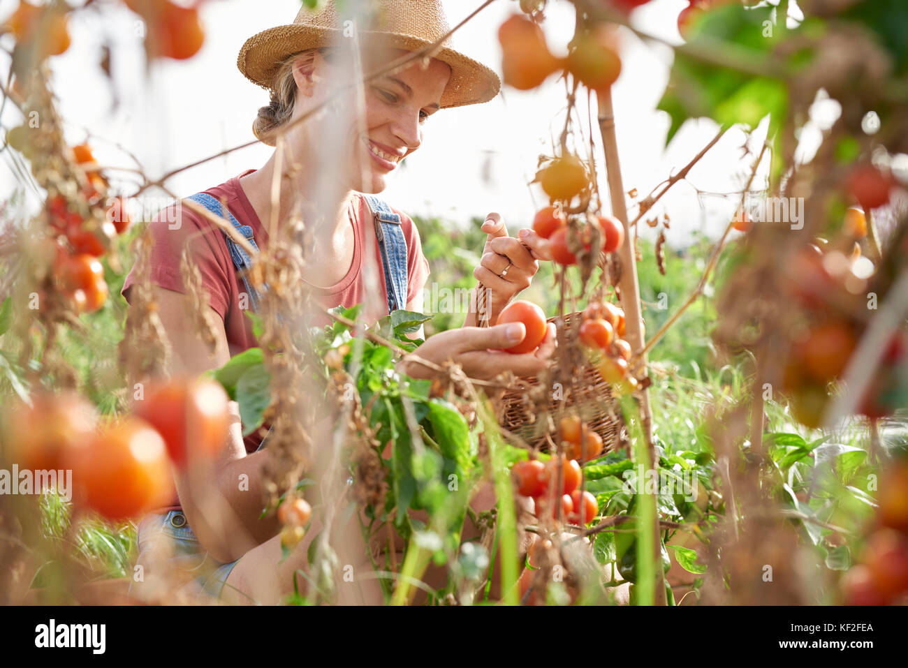 Junge Landwirt Kommissionierung reife Tomaten Stockfoto