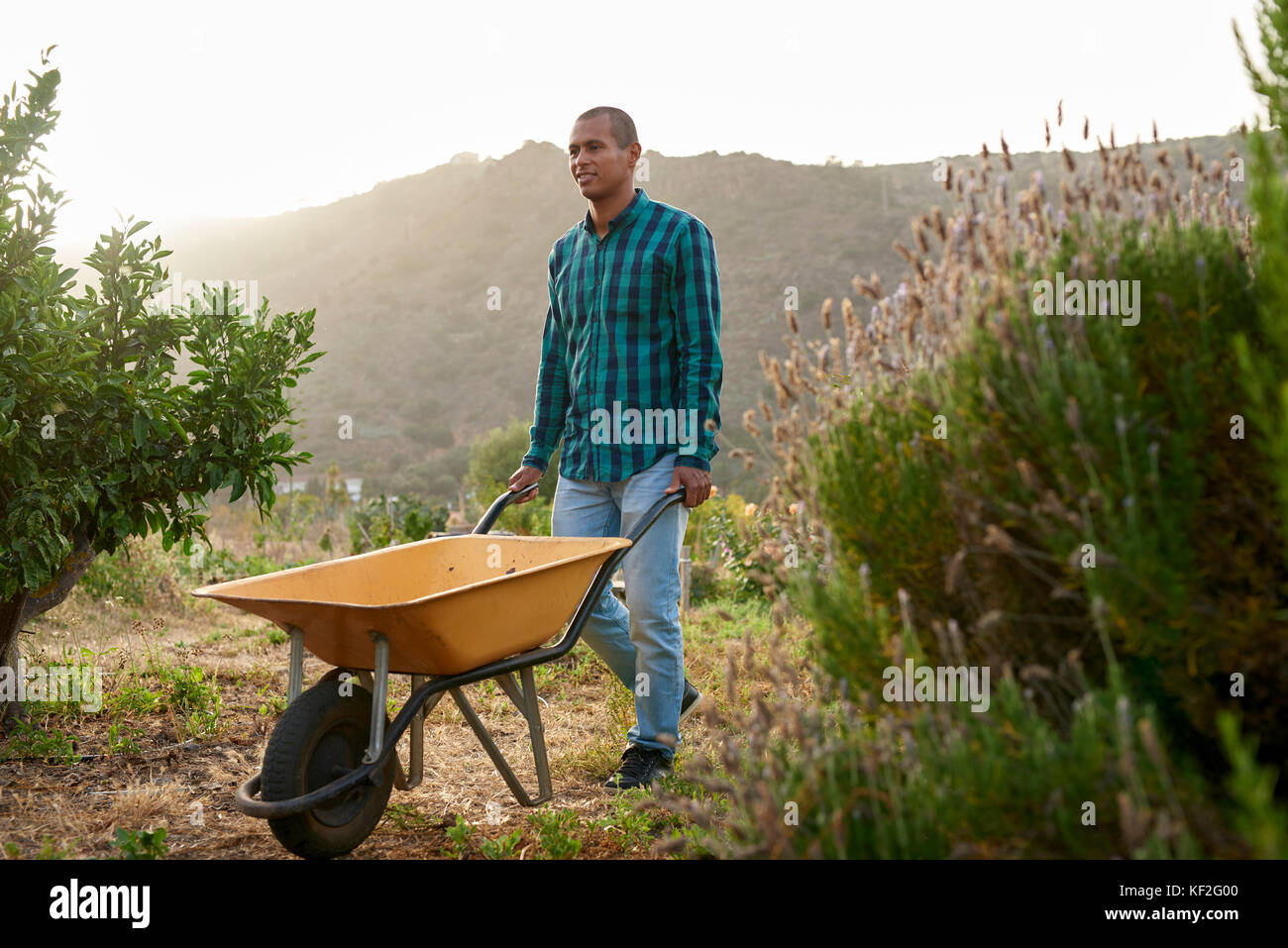 Junge Landwirt treibt ein wheelbarr Stockfoto