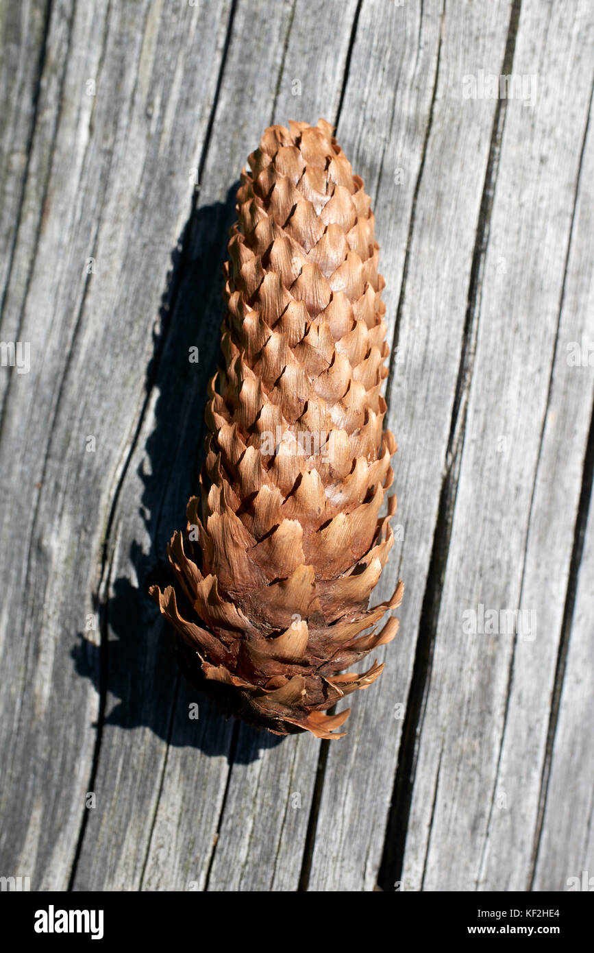 Statiunea Muntele Băișorii (Mountain Resort Băişorii) - die Fichte (Picea abies) trocken gefallenen Kegel Stockfoto