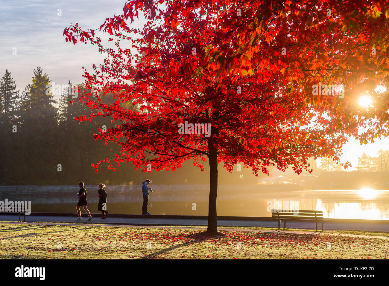 Herbst Farbe, morgendliche Jogger, Stanley Park Seawall, Vancouver, British Columbia, Kanada. Stockfoto