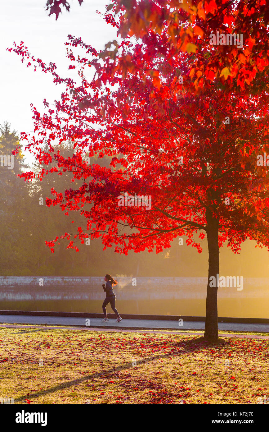 Herbst Farbe, morgen ausgeführt, Frau Jogger, Jogger, Stanley Park Seawall, Vancouver, British Columbia, Kanada. Stockfoto
