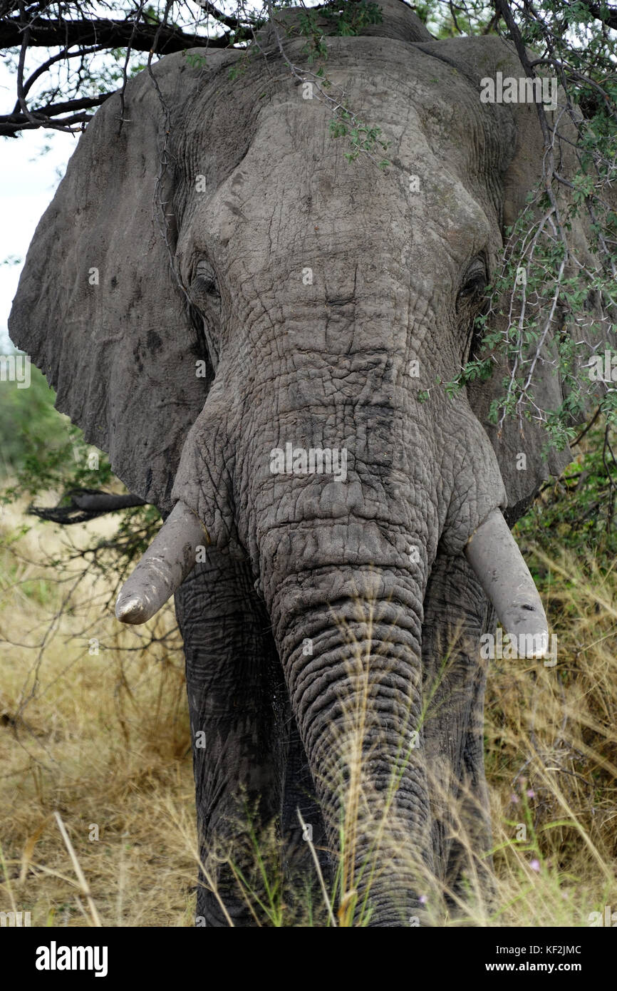 Elefanten in Akazie Wald im Okavango Delta Stockfoto