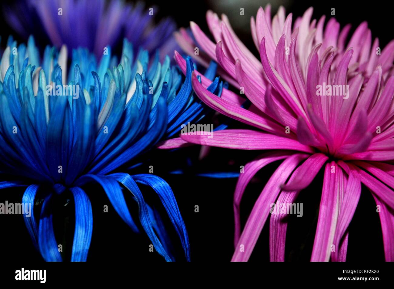 „sei sanft und bleib zusammen“ die blauen und rosa Blüten werden zusammen gehalten, um ein inspirierendes Bild zu schaffen. Stockfoto