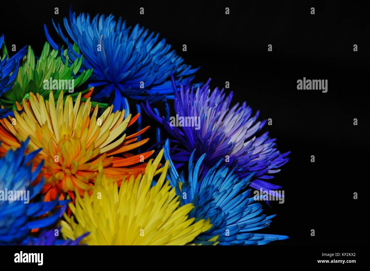 „Genießen Sie jede Farbe des Lebens“ farbenfrohe Blumen, die im Hintergrund dunkel sind und ein inspirierendes Bild erzeugen. Stockfoto