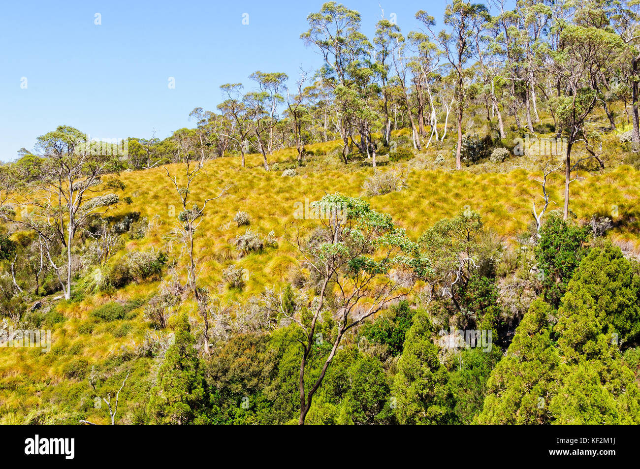 Die taube Canyon Trail ist eine herrliche Wanderung in den Cradle Mountain - Lake St Clair National Park - Tasmanien, Australien Stockfoto