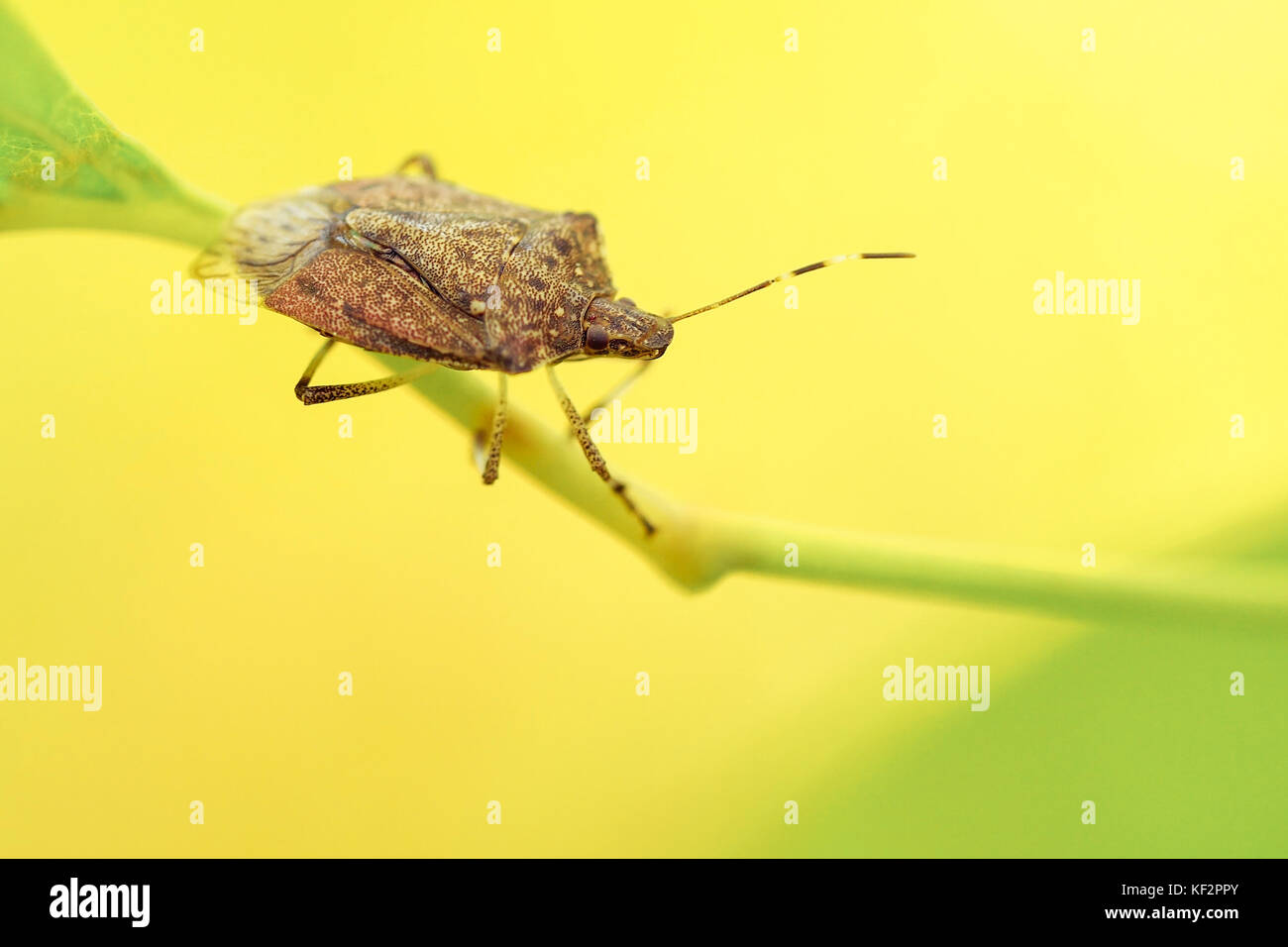 Shield Bug Insekt zu Fuß auf Blatt Stockfoto