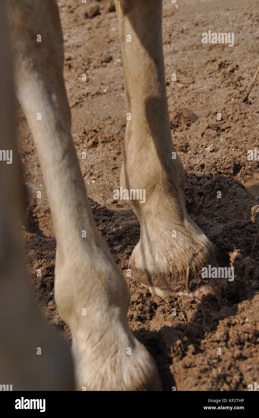 In der Nähe von horselegs und Klauen und in feuchten Sand Stockfoto