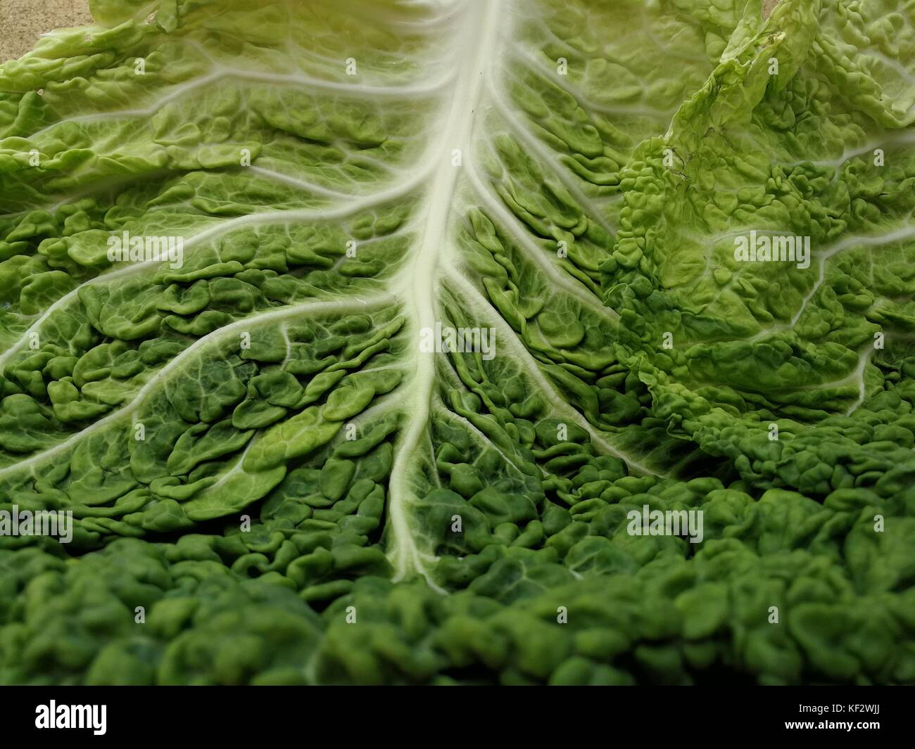 Curly Blätter Kohl, Natur Fraktale Stockfoto