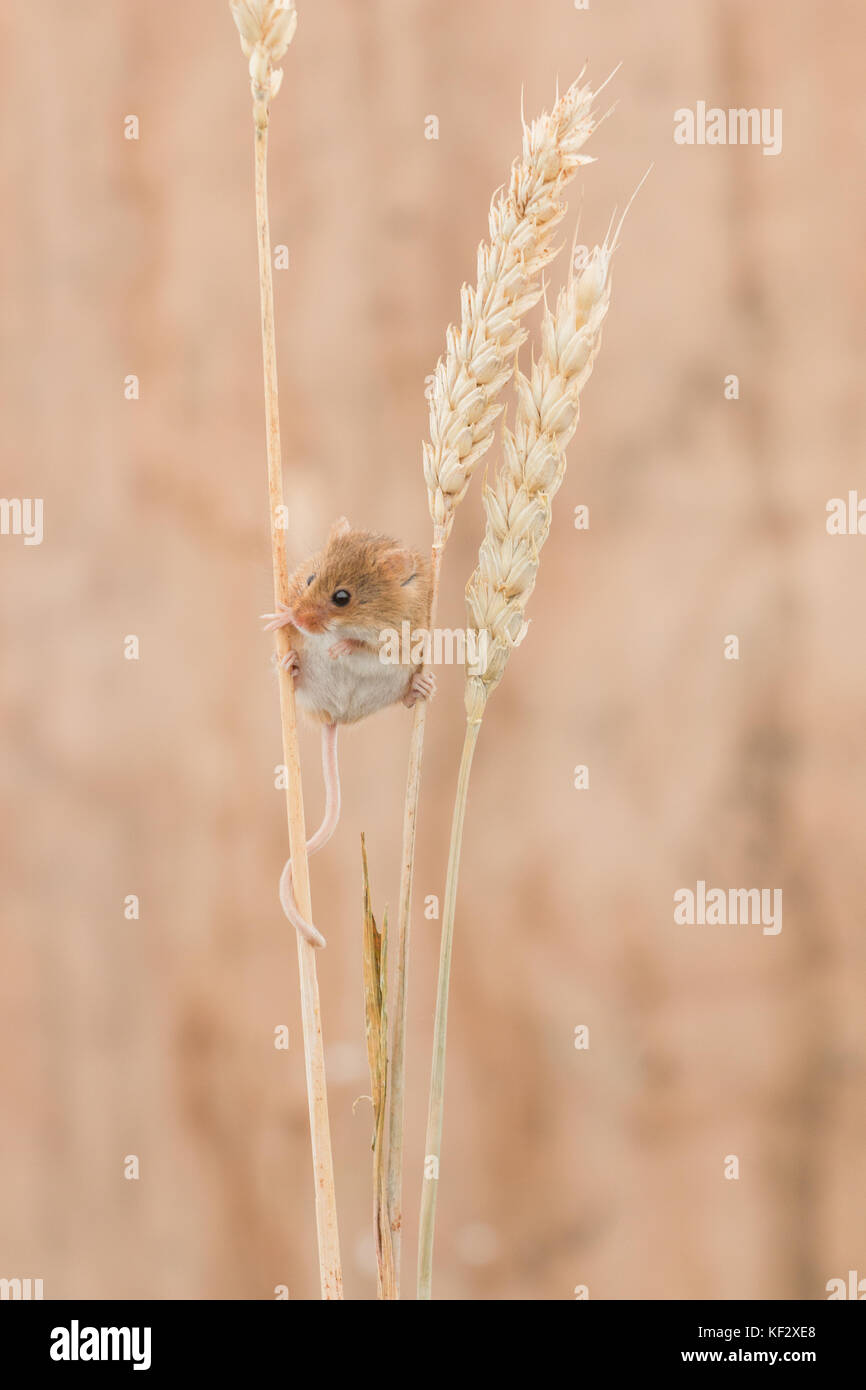 Maus auf einem Heu stick Stockfoto