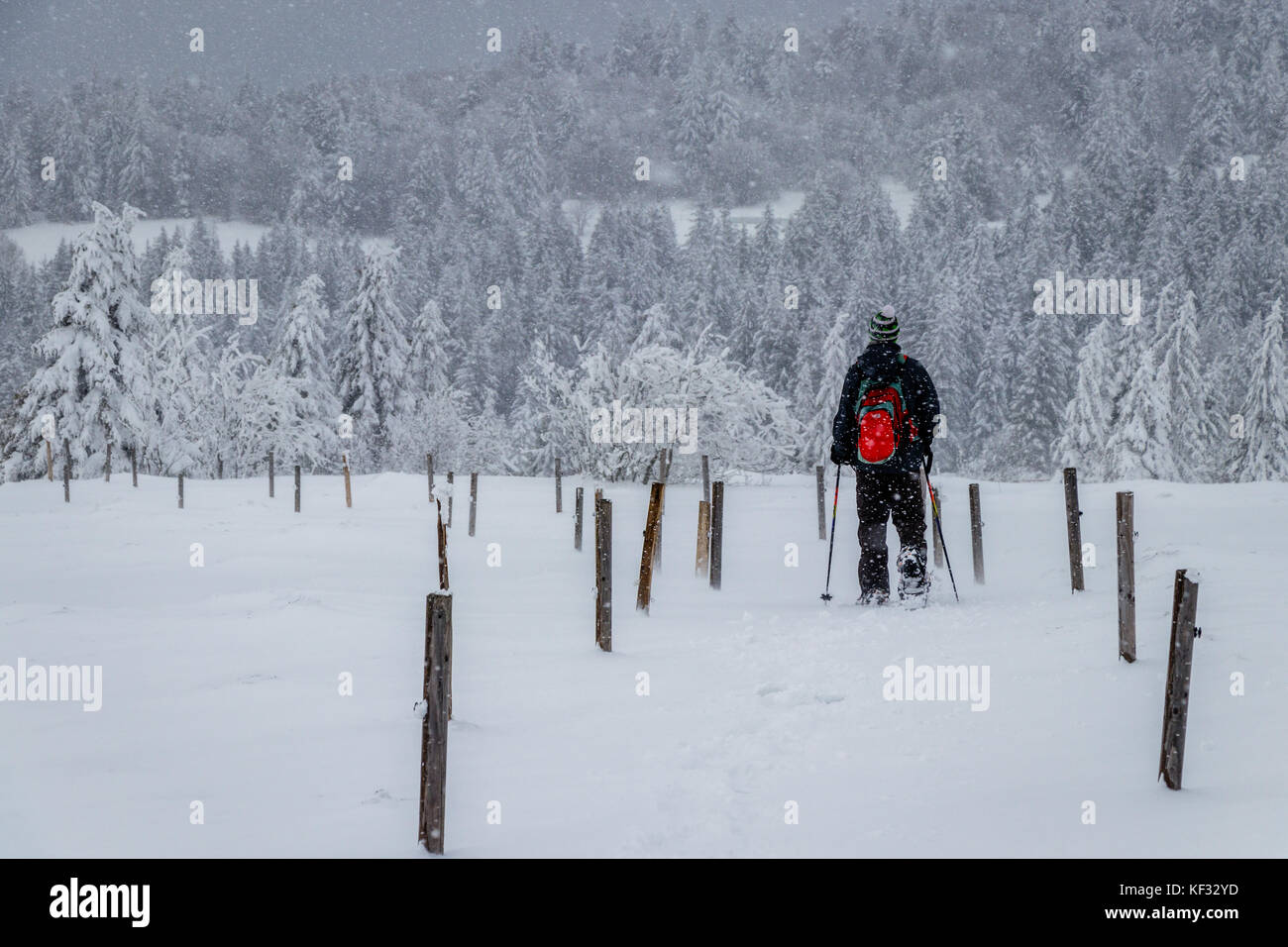 Schneeschuh Wanderer auf einem zaunpfosten Pfad trotzt ein Schneesturm in der Nähe der Hohneck in den Vogesen. Stockfoto