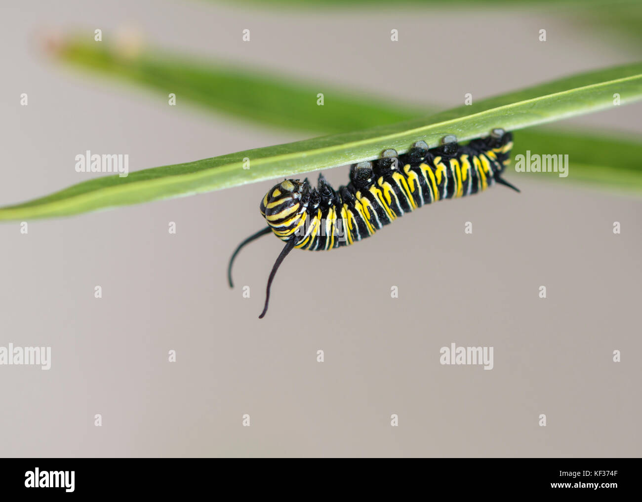 Ein spätes Stadium monarch Caterpillar klettern auf den Kopf unter einem milkweed Blatt Stockfoto