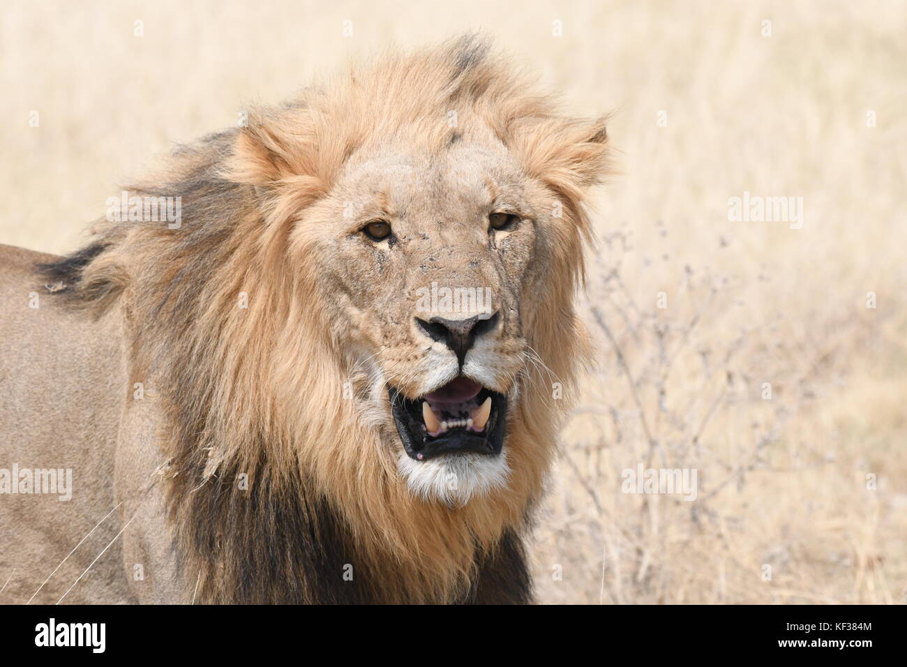 Löwen und Zebras im Etosha Stockfoto