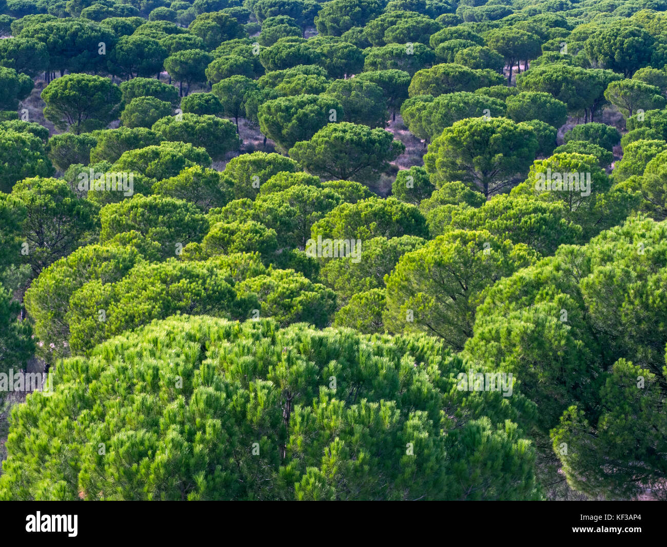Pinien im Nationalpark Doñana Spanien Stockfoto