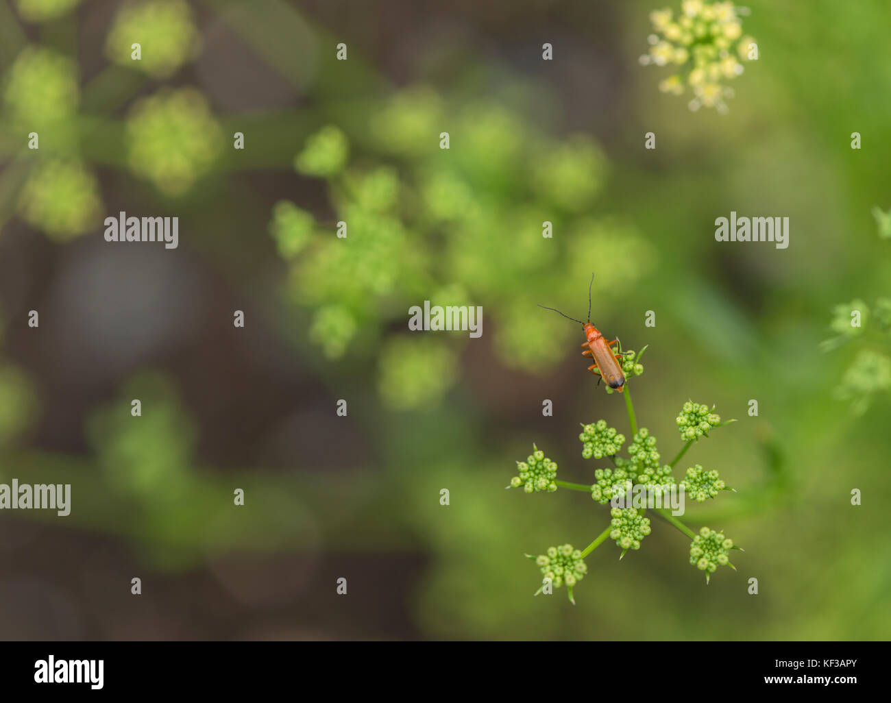 Rot Soldat Käfer auf einem Dill Blume mit einem weichen Fokus grüner Hintergrund Stockfoto