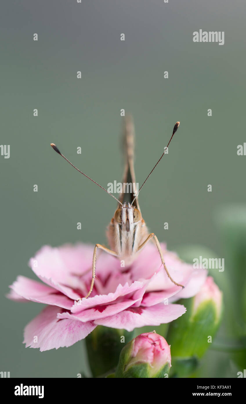 Distelfalter Schmetterling auf einem rosa Blume mit einem weichen Fokus Hintergrund Stockfoto