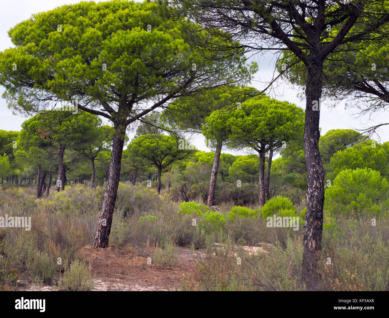 Pinien im Nationalpark Doñana Spanien Stockfoto