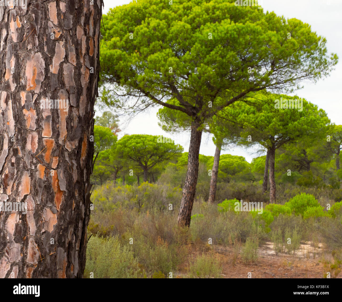 Pinien im Nationalpark Doñana Spanien Stockfoto