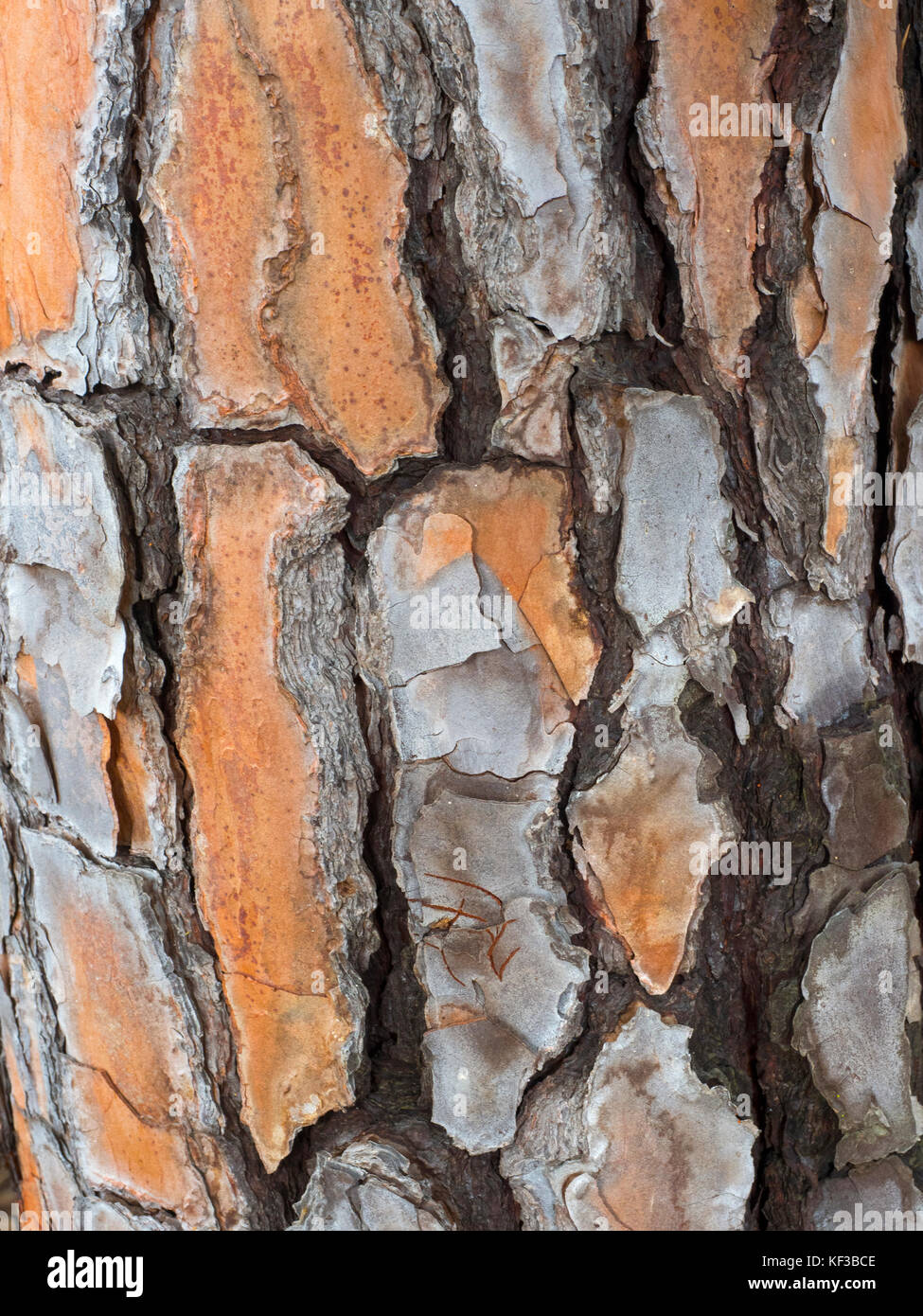 Pinien im Nationalpark Doñana Spanien Stockfoto
