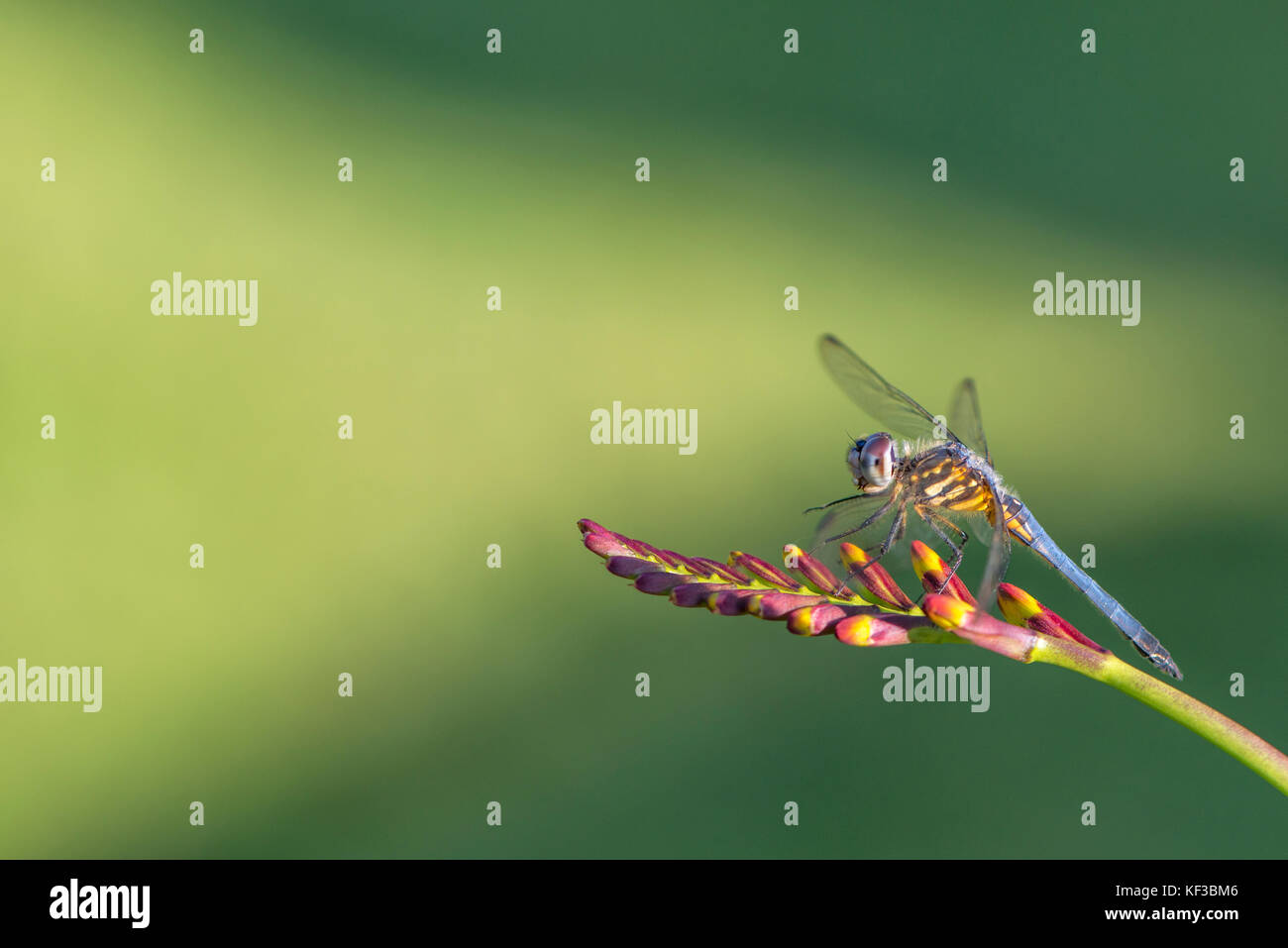 Blue dasher Dragonfly auf einem crocosmia Lucifer Blüte im Sonnenschein. Stockfoto