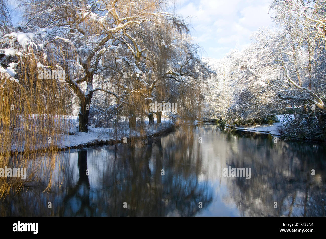 Schnee auf dem Mühlteich am Fluss Wey mit überhängenden Weidenbaum, bei Farnham, Surrey Stockfoto