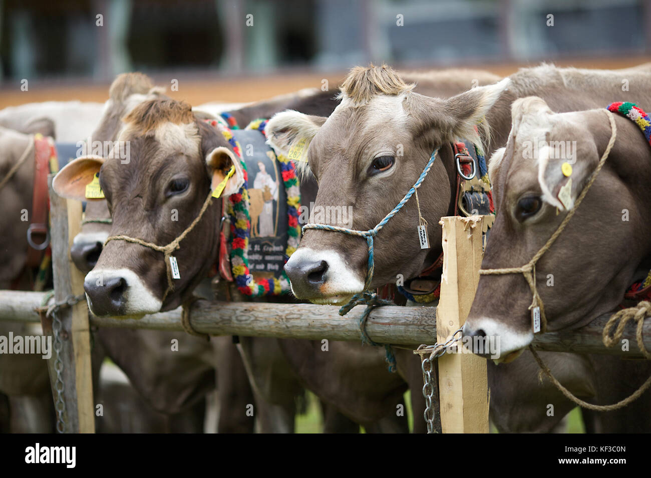 Rinder in Lech, Österreich Stockfoto