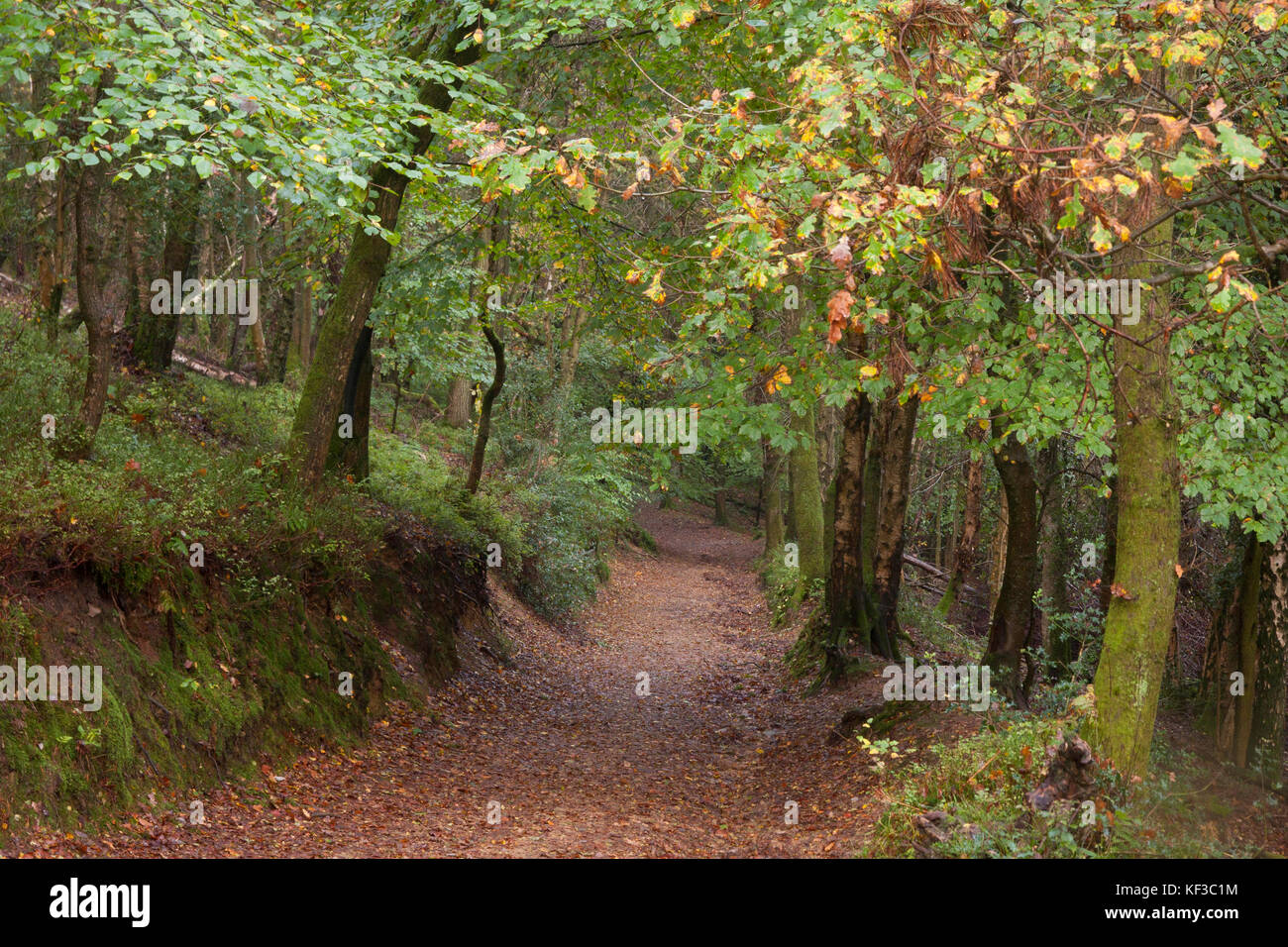 Gemischte Laubbäume in den alten Wäldern bei Devils Punchbowl, dem größten frühlingsgezapften Tal in Großbritannien aus der Mesozoikum-Zeit, Hindh Stockfoto