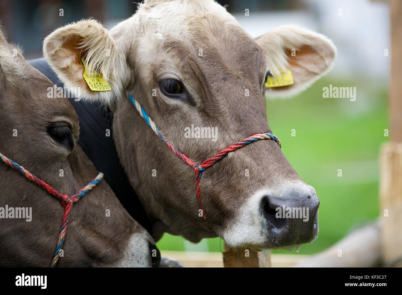 Rinder in Lech, Österreich Stockfoto