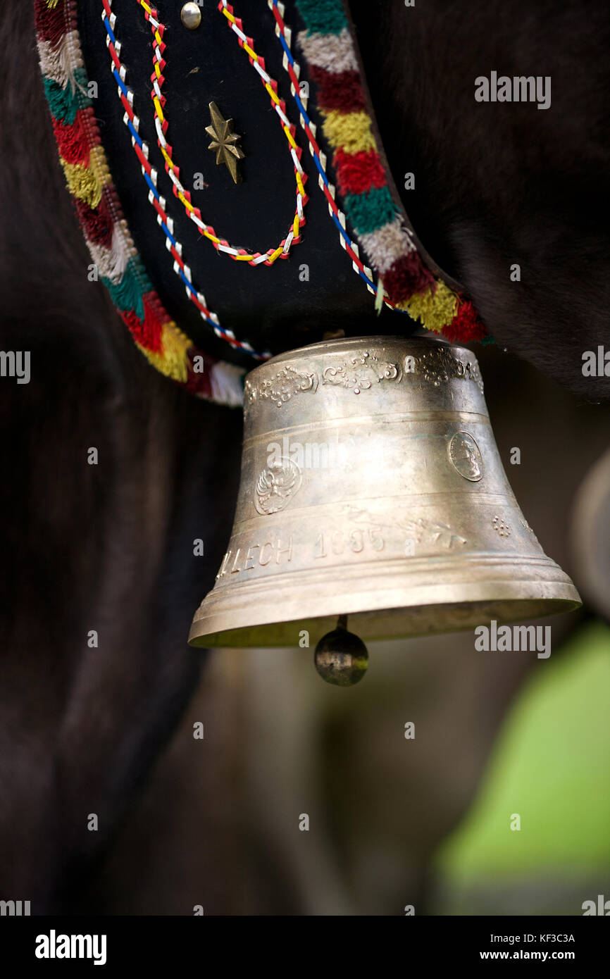 Rinder in Lech, Österreich Stockfoto